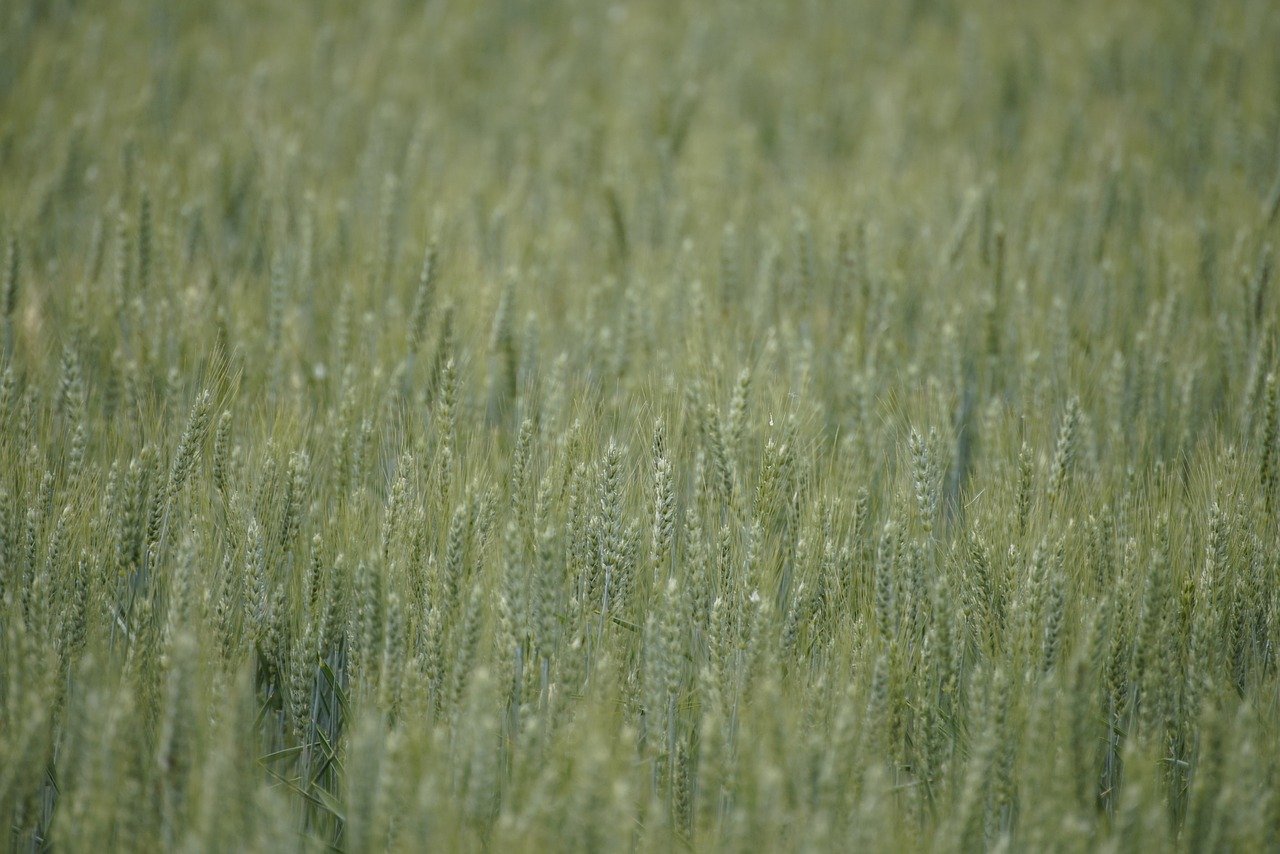 CRISPR-Cas9's Agrarian Revolution: Engineering Drought-Resistant Wheat With Precision Genomics - Biology