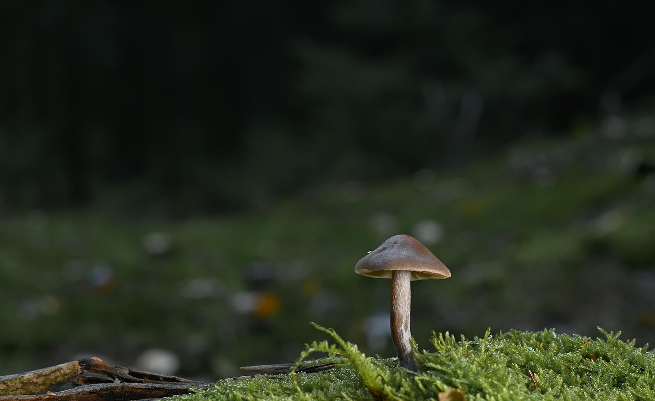 Decoding The Default Mode Network: Consciousness's Quiet Engine Revealed